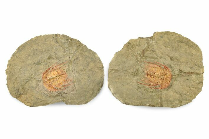 Colorful Kettneraspsis Trilobite With Pos/Neg - Timrzit , Morocco #270559